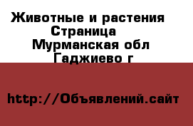  Животные и растения - Страница 3 . Мурманская обл.,Гаджиево г.